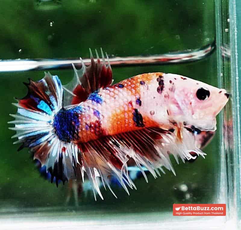 Betta fish CTPK Multicolor Candy Nemo Tiger - Image 3