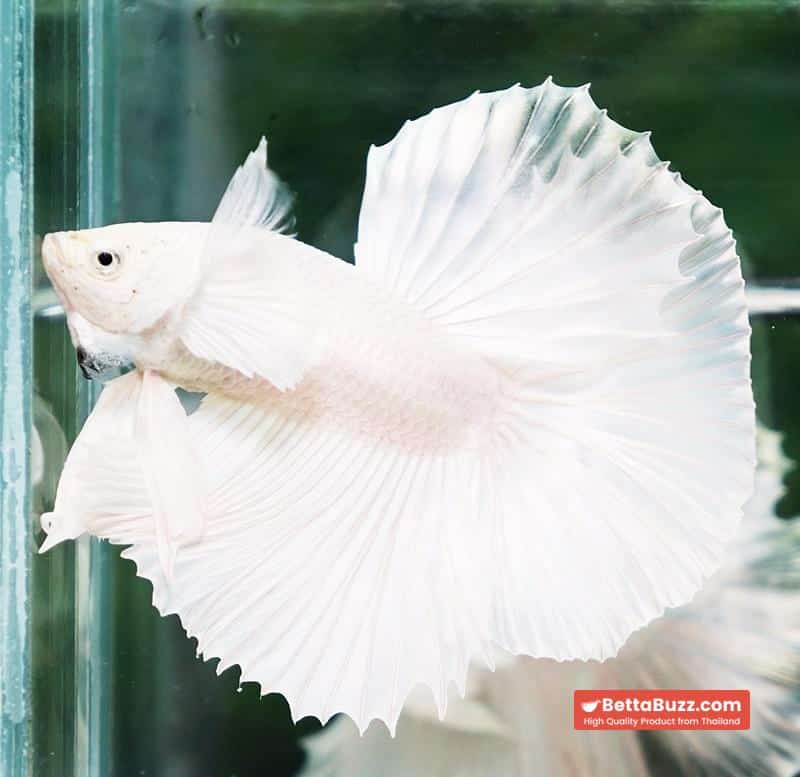 Betta fish Prince of The White Dumbo (HM) - Image 5