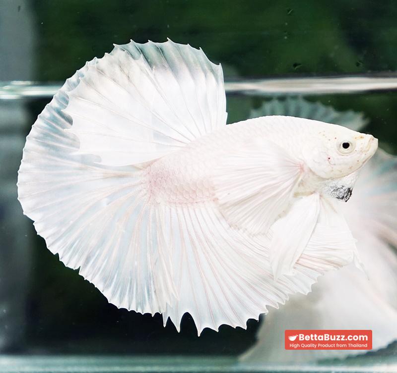 Betta fish Prince of The White Dumbo (HM) - Image 2