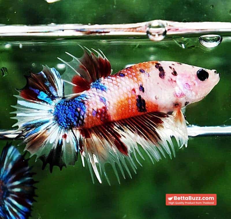 Betta fish CTPK Multicolor Candy Nemo Tiger - Image 5