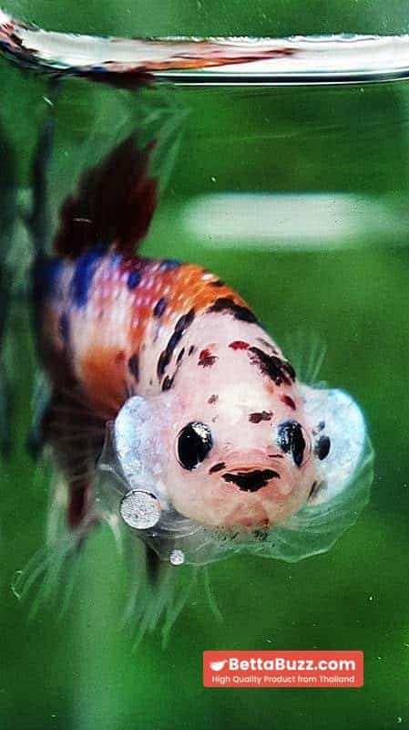 Betta fish CTPK Multicolor Candy Nemo Tiger - Image 6
