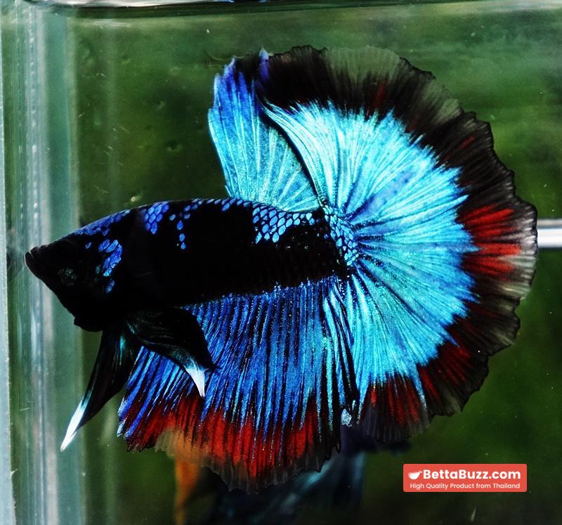 Betta fish OHM The Dark Blue Avatar (Premium) - Image 3