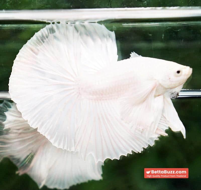 Betta fish Prince of The White Dumbo (HM) - Image 4