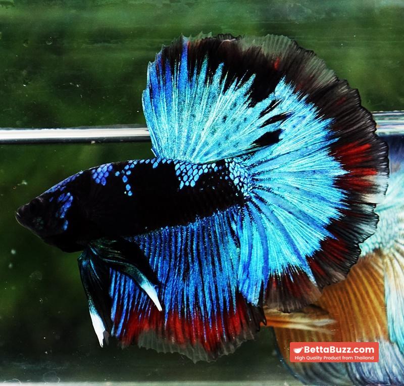 Betta fish OHM The Dark Blue Avatar (Premium) - Image 5