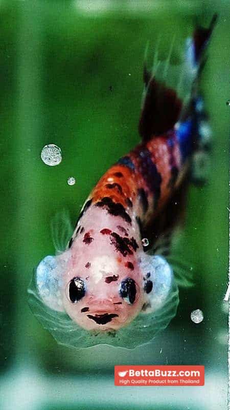 Betta fish CTPK Multicolor Candy Nemo Tiger - Image 7
