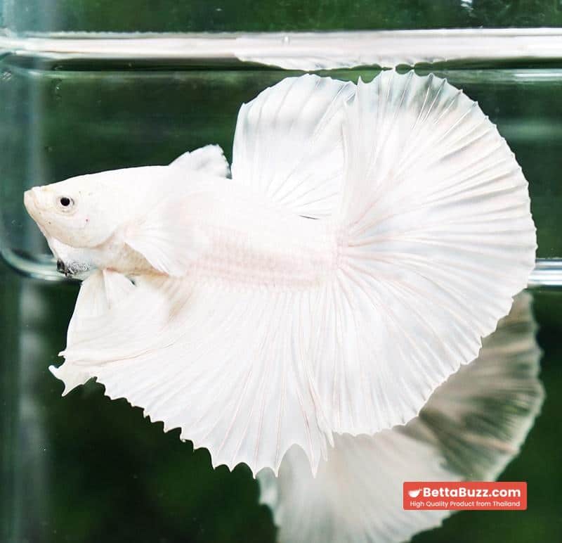 Betta fish Prince of The White Dumbo (HM) - Image 3