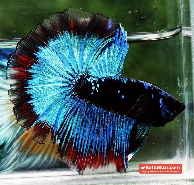 Betta fish OHM The Dark Blue Avatar (Premium) - Image 4