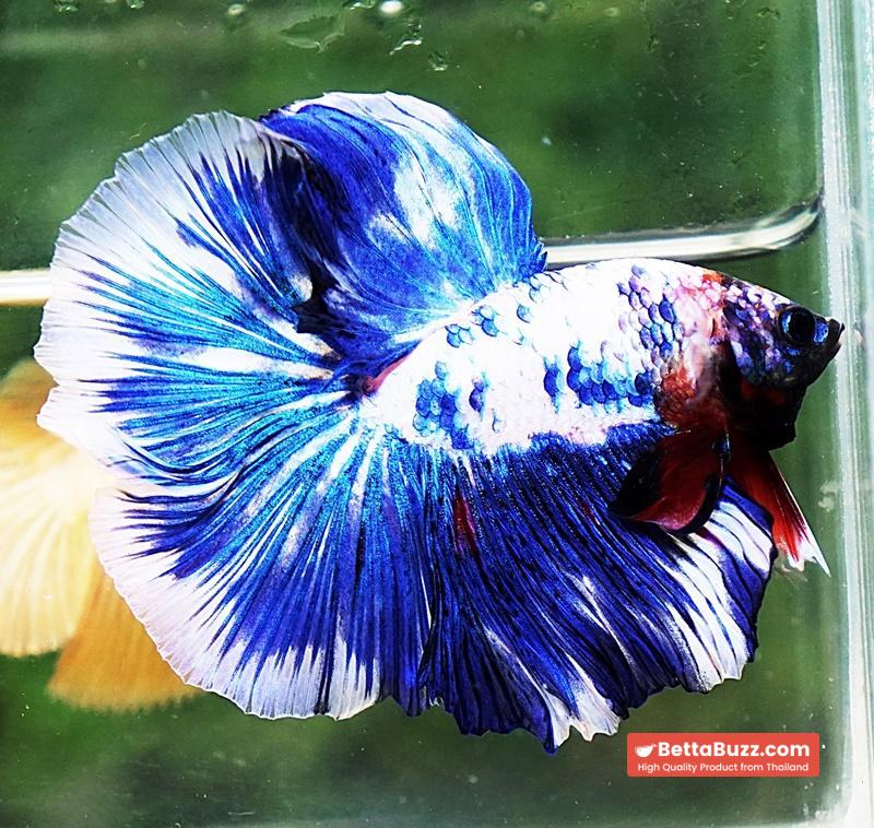 Betta fish DTHM Blue Marble - Image 3