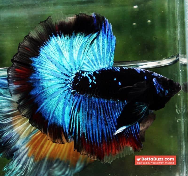 Betta fish OHM The Dark Blue Avatar (Premium) - Image 2