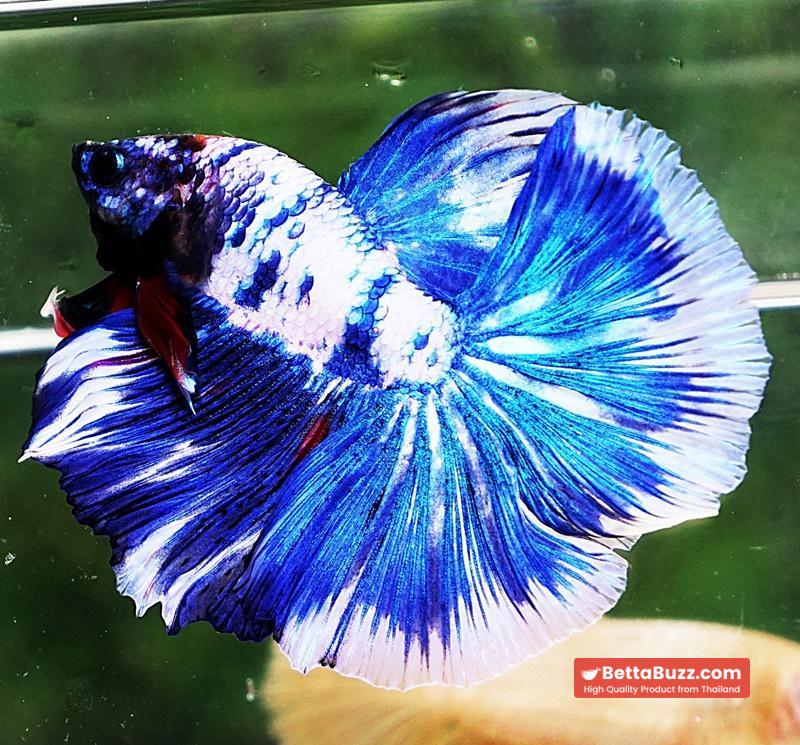Betta fish DTHM Blue Marble - Image 2