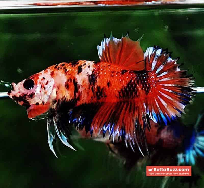 Betta fish CTPK The TIGER Nemo - Image 3