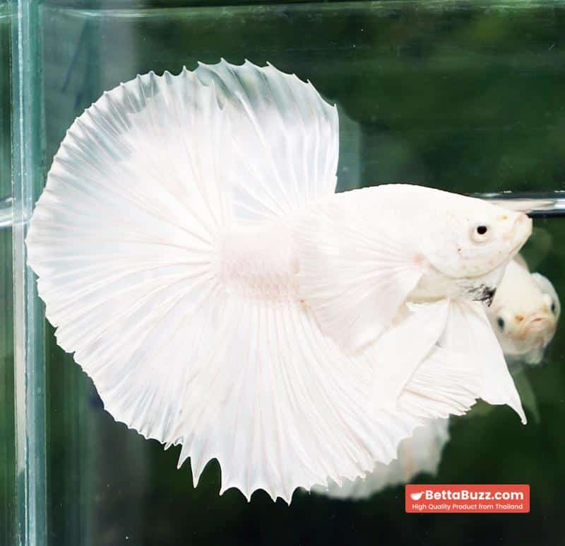 Betta fish Prince of The White Dumbo (HM) - Image 6