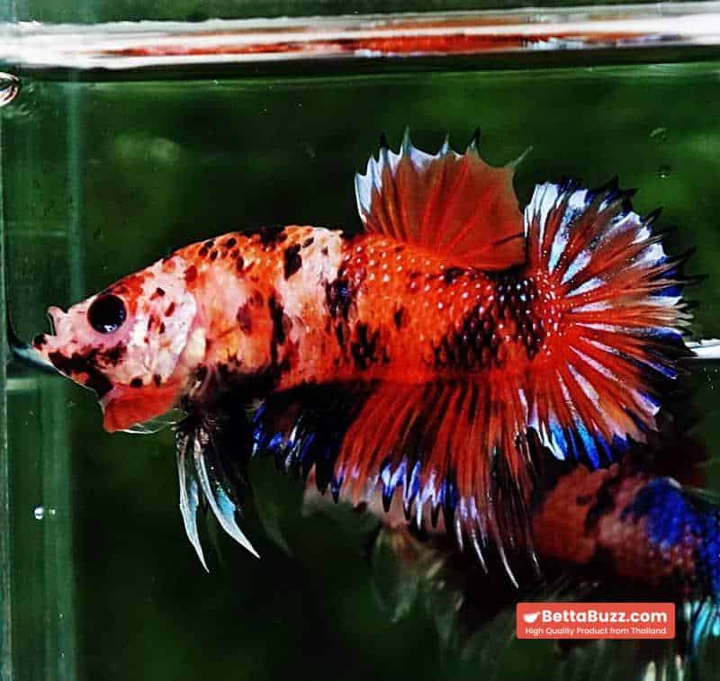 Betta fish CTPK The TIGER Nemo - Image 5