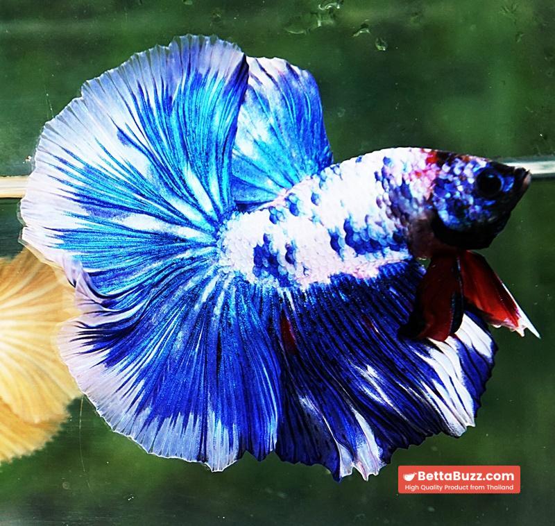 Betta fish DTHM Blue Marble - Image 5
