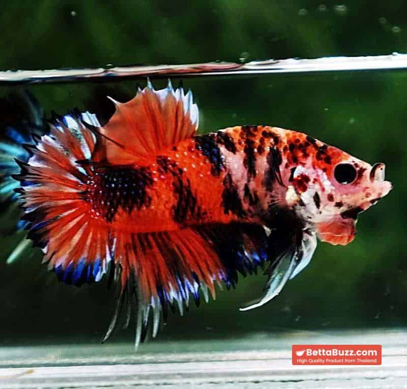 Betta fish CTPK The TIGER Nemo - Image 4