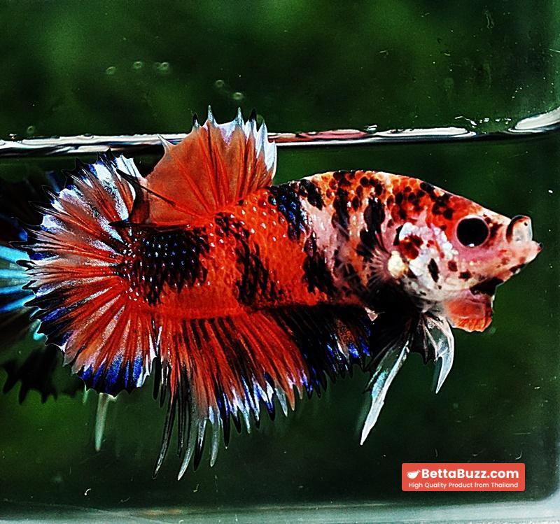 Betta fish CTPK The TIGER Nemo - Image 2