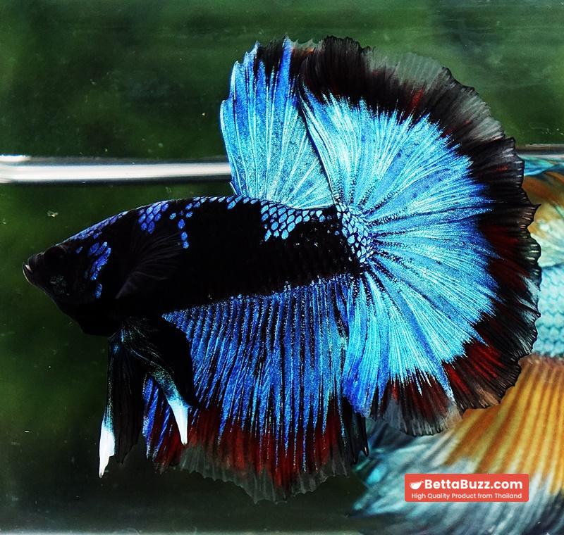 Betta fish OHM The Dark Blue Avatar (Premium) - Image 6