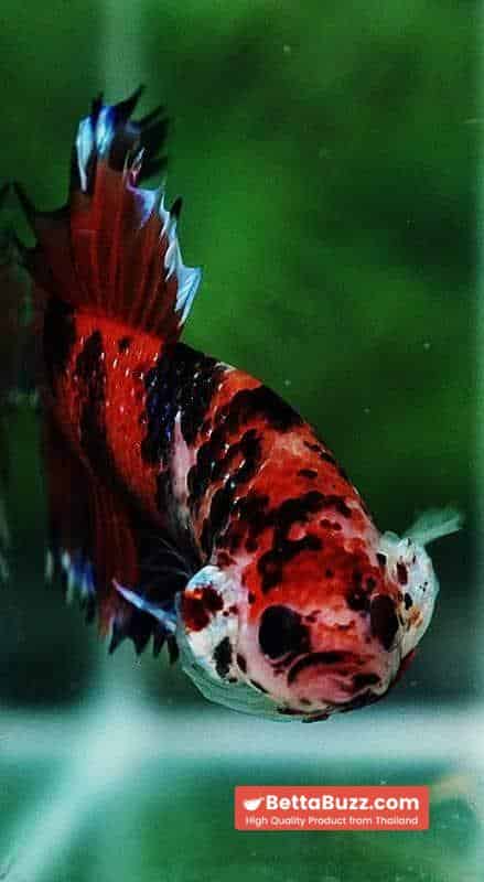 Betta fish CTPK The TIGER Nemo - Image 6