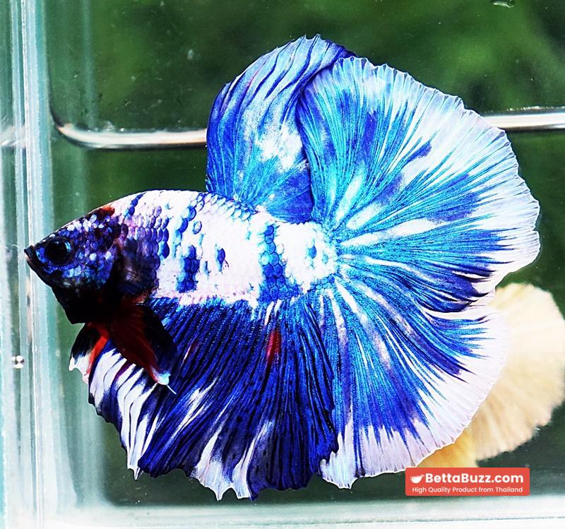 Betta fish DTHM Blue Marble - Image 4