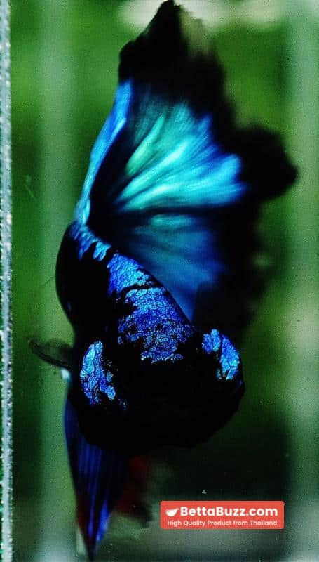 Betta fish OHM The Dark Blue Avatar (Premium) - Image 7