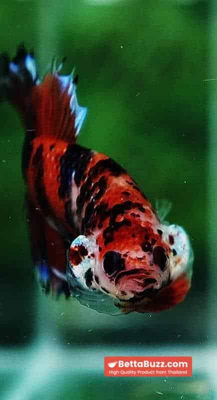 Betta fish CTPK The TIGER Nemo - Image 7