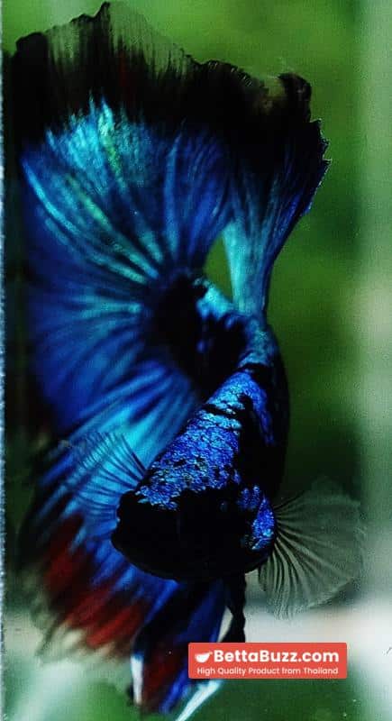 Betta fish OHM The Dark Blue Avatar (Premium) - Image 8