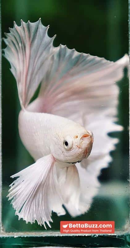 Betta fish Prince of The White Dumbo (HM) - Image 7