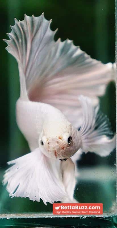 Betta fish Prince of The White Dumbo (HM) - Image 8