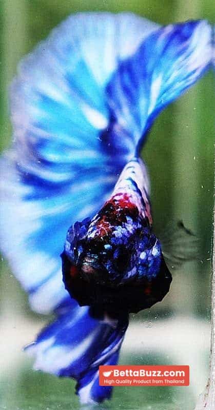 Betta fish DTHM Blue Marble - Image 6