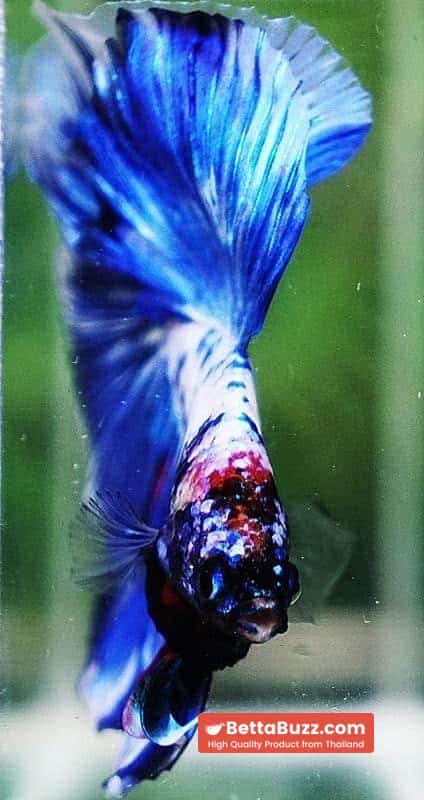 Betta fish DTHM Blue Marble - Image 7