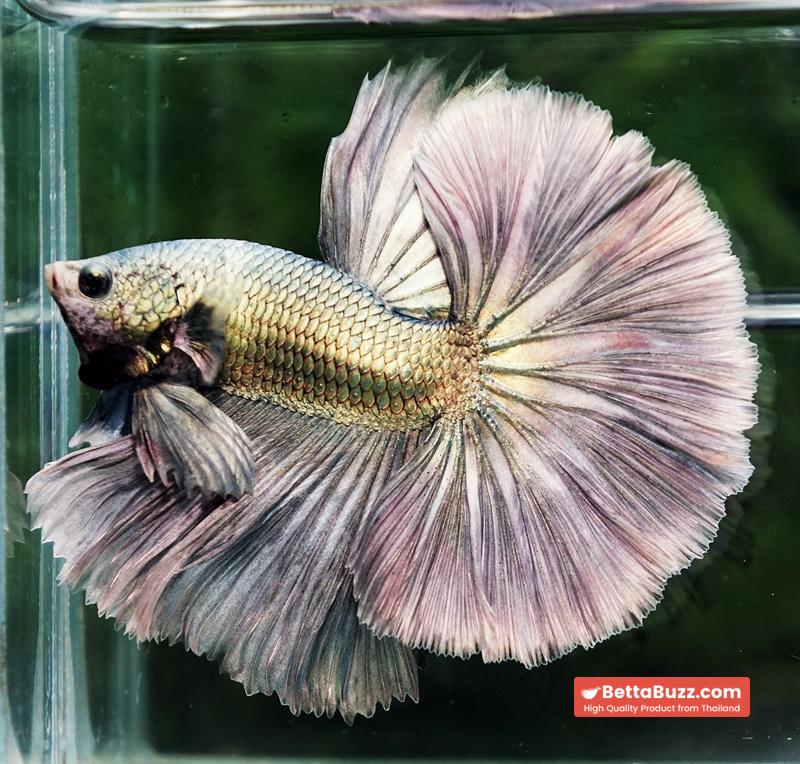 Betta fish King Original Copper Gold Hawk (OHM) - Image 2
