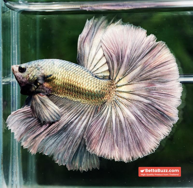 Betta fish King Original Copper Gold Hawk (OHM) - Image 4