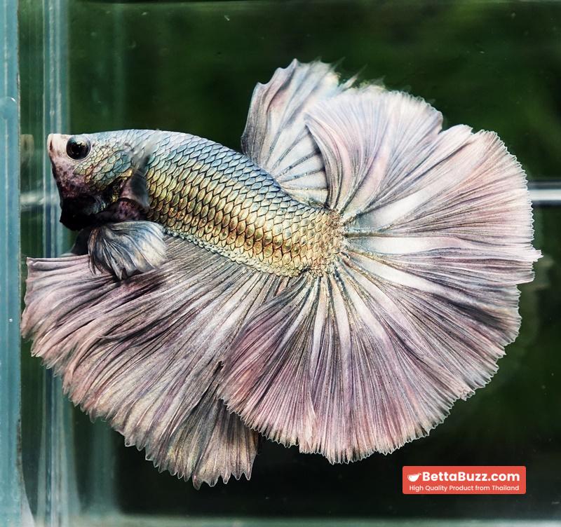 Betta fish King Original Copper Gold Hawk (OHM) - Image 6
