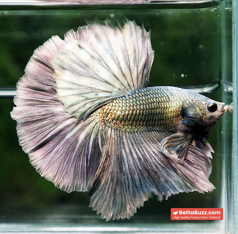 Betta fish King Original Copper Gold Hawk (OHM) - Image 5