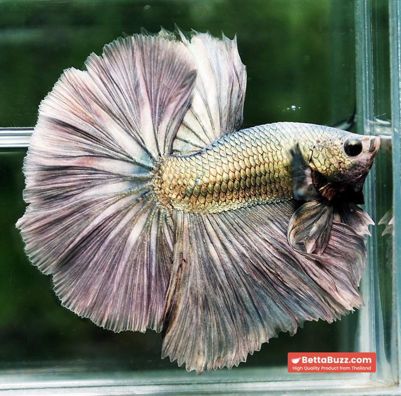 Betta fish King Original Copper Gold Hawk (OHM) - Image 7