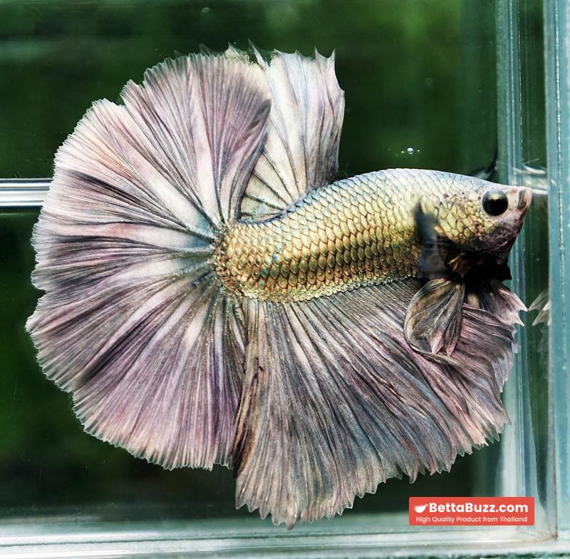 Betta fish King Original Copper Gold Hawk (OHM) - Image 3