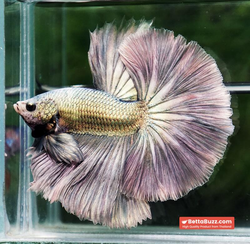 Betta fish King Original Copper Gold Hawk (OHM) - Image 8