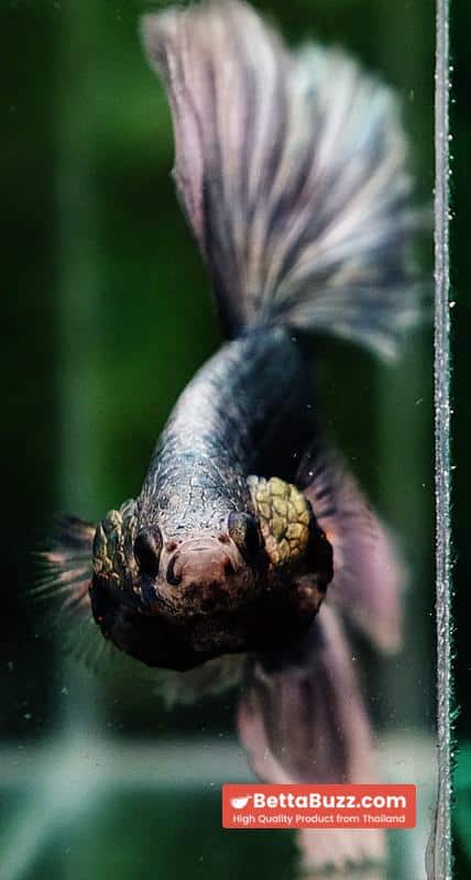 Betta fish King Original Copper Gold Hawk (OHM) - Image 9