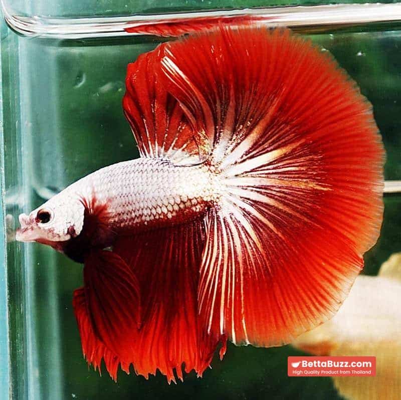 Betta fish OHM Luxury Red Dragon - Image 6