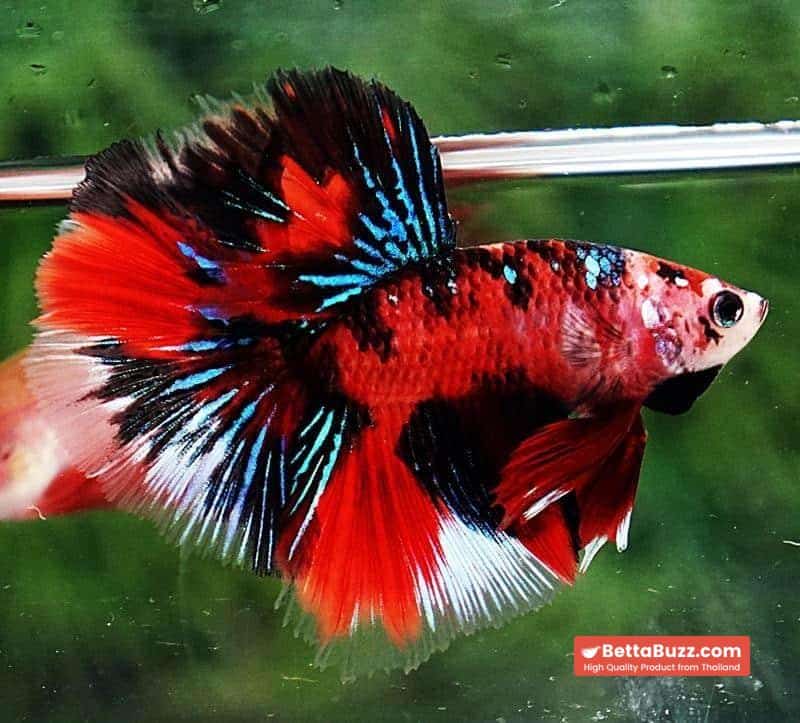 Betta fish HM Red Tiger Koi - Image 3