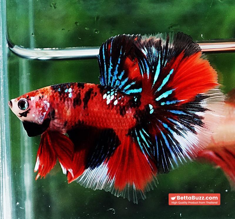 Betta fish HM Red Tiger Koi - Image 4