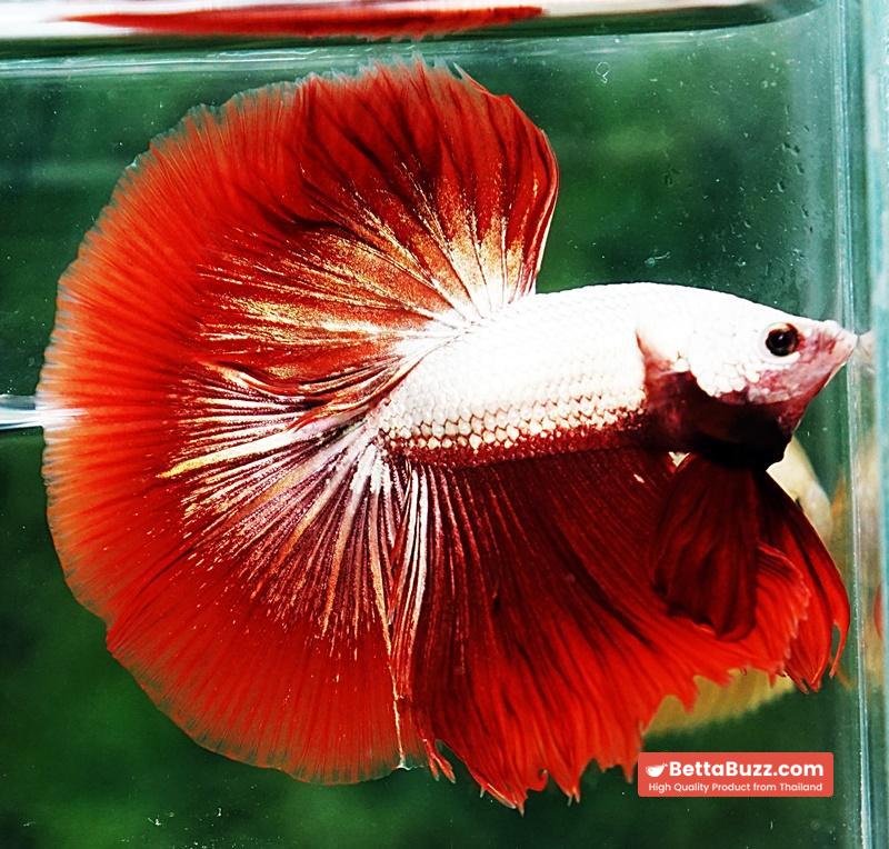 Betta fish OHM Luxury Red Dragon - Image 3