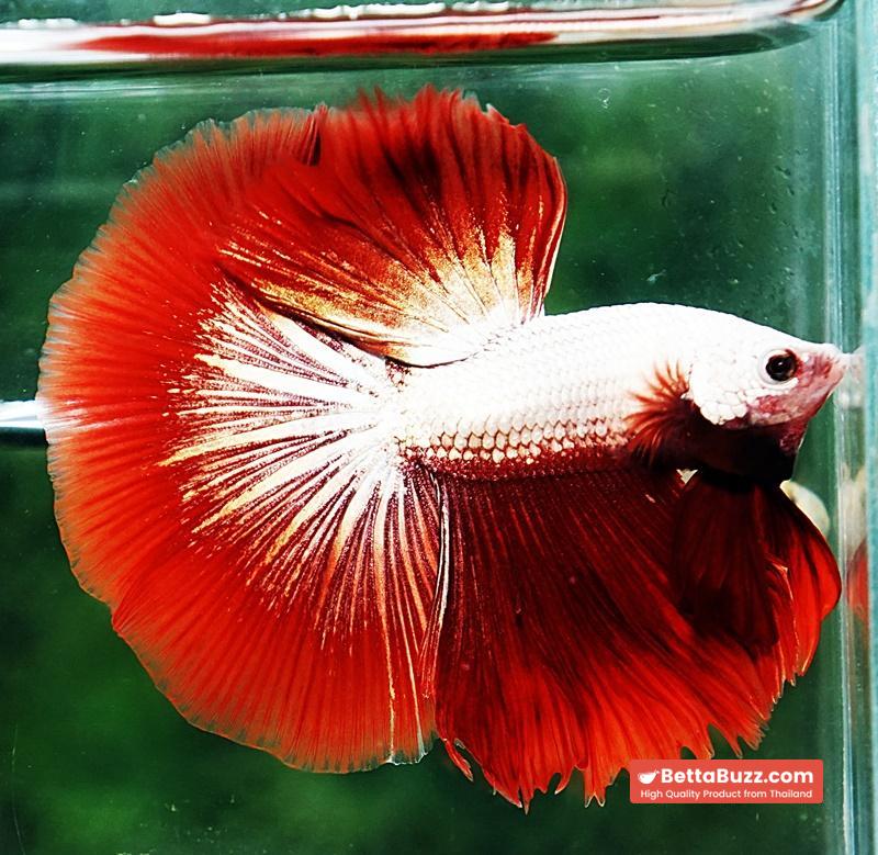 Betta fish OHM Luxury Red Dragon - Image 5