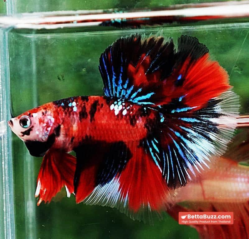 Betta fish HM Red Tiger Koi - Image 2