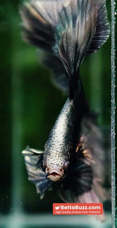 Betta fish King Original Copper Gold Hawk (OHM) - Image 10