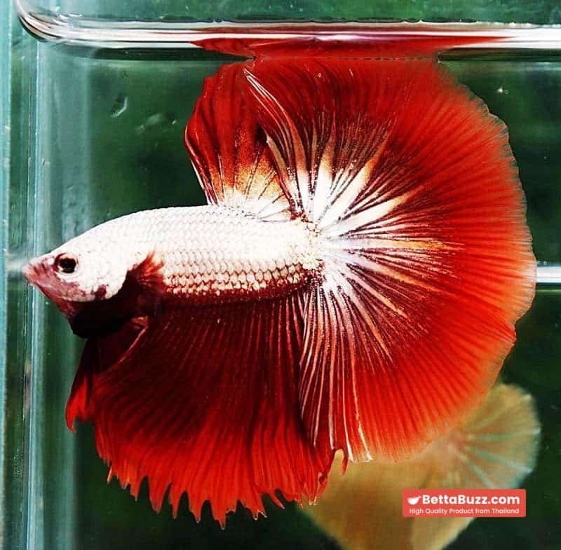 Betta fish OHM Luxury Red Dragon - Image 2