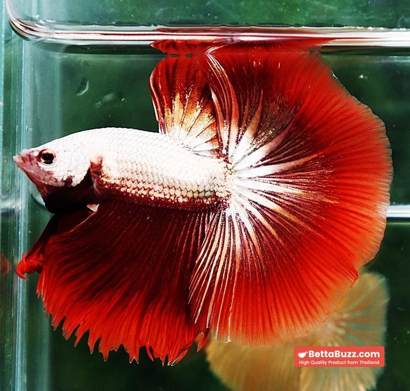 Betta fish OHM Luxury Red Dragon - Image 4