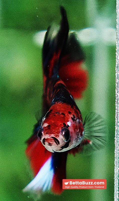 Betta fish HM Red Tiger Koi - Image 5