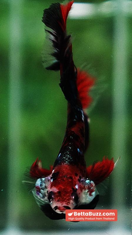 Betta fish HM Red Tiger Koi - Image 6