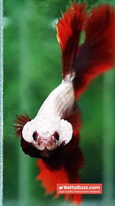 Betta fish OHM Luxury Red Dragon - Image 7